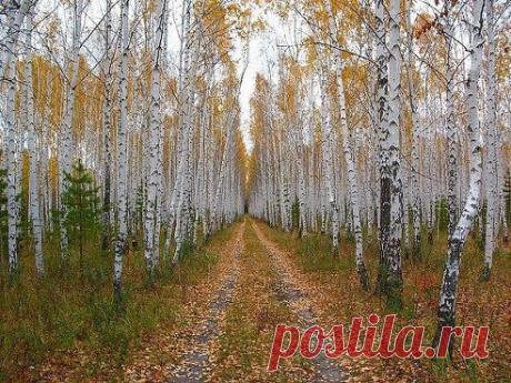 Осень золотая