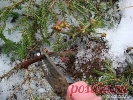 #СадоводствоЦветоводствоАрки

 Как спасти розы после неудачной зимовки

Неопытные садоводы на первых порах сталкиваются с целым рядом проблем, связанных с выращиванием роз. Особенно много разочарований случается весной, когда они снимают укрытия с кустов и обнаруживают своих любимцев в весьма плачевном состоянии. Но опускать руки не стоит – нужно попытаться реанимировать розы после неудачной зимовки. Если предпринять оперативные меры, можно спасти растения и избежать их ги...