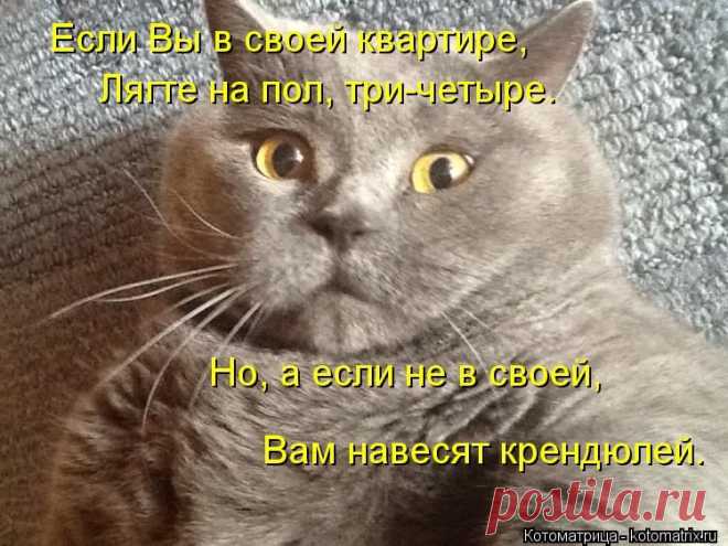 Котоматрица: Круть