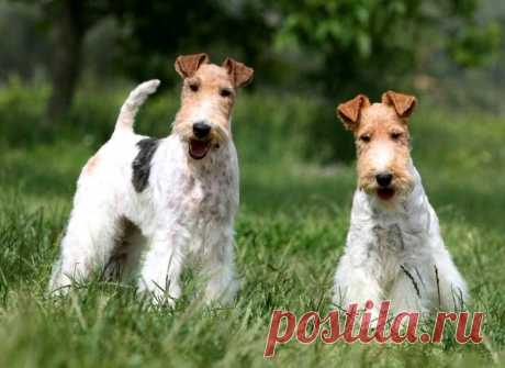 Порода собак фокстерьер