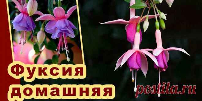Как вырастить фуксию дома и правильно ухаживать за растением - посадка, полив и размножение