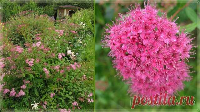 Спирея японская Дартс Ред, 

она же таволга японская или бумальда, просто находка для начинающих дачников! Компактный декоративный кустик с длительным периодом цветения вырастет даже у начинающего садовода и будет радовать своей красотой на протяжении всего теплого сезона!
Морозостойкое и невосприимчивое к загазованности воздуха. Листва зеленая, при роспуске имеет красноватый оттенок. Соцветия плоские, состоящие из множества цветков розовато-лилового или насыщенного красно...