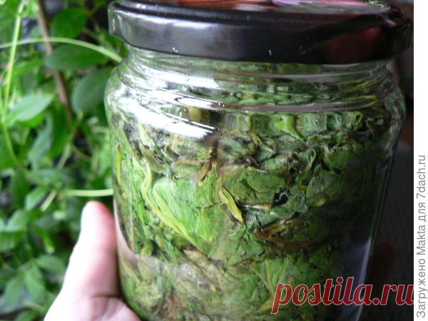 Как заготовить сныть впрок до следующей весны и как использовать