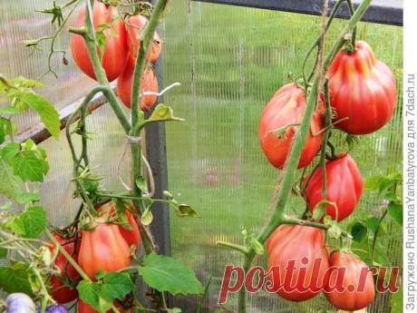 Жители моей теплицы, или Сортов томатов много не бывает. Часть 1 "Старожилы"