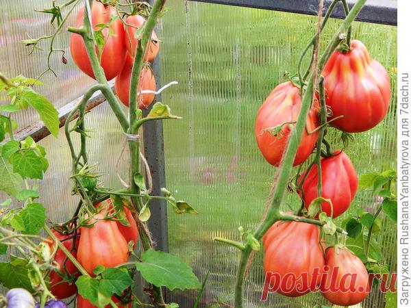 Жители моей теплицы, или Сортов томатов много не бывает. Часть 1 