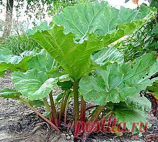 Как вырастить ревень