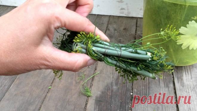 Пприменение стеблей укропа с максимальной пользой