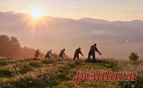 СЕНОКОС*****Сенокос. Отец с литовкой**
 От плеча замах ведёт**
 И с привычною сноровкой**
 Босиком бредёт вперёд.**
 Оселок в кармане преет**
 Расшироких шаровар**
 И спина отца потеет...**
 Солнце в небе-- птица-жар!
 Слепни, оводы кружатся**
 Над седою головой.**
 Мне за батей не угнаться--**
 Тру косу свою травой...**
 И опять замах на вскидку,**
 Корпусом хочу помочь...**
 Я похожий на улитку...**
 Молоко несёт мне дочь!**
 Жарко мужу городскому,**
 Не привычен тяжкий труд--