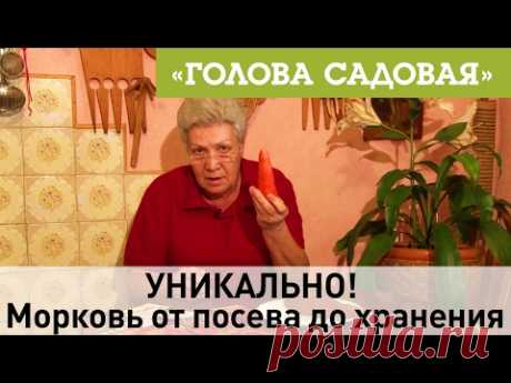 Голова садовая - УНИКАЛЬНО! Морковь от посева до хранения