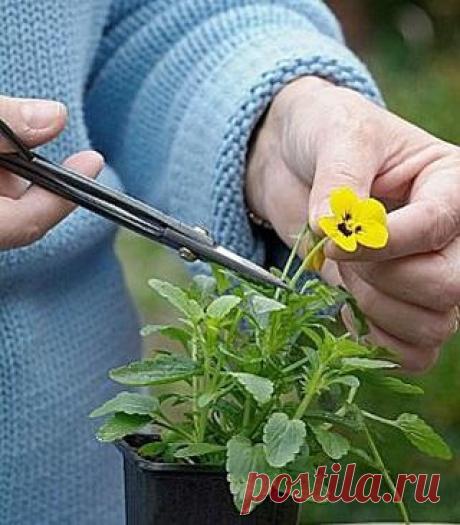 ВЫРАЩИВАНИЕ и ЧЕРЕНКОВАНИЕ ВИОЛЫ.
Выращивание анютиных глазок, черенковать?
Не спешите уходить! Речь идет не о черенковании цветка виолы, который вы вырастили из пакетика ценою в несколько рублей.

Черенковать надо виолу витрокка крупноцветковую, которая в условиях средней полосы, как правило, не зимует, а пакет из 1000 семян стоит под 40 евро. На фотографиях очень подробно представлен процесс черенкования виолы, комментарии излишне.

Особенности черенкования виолы.
●В кач...