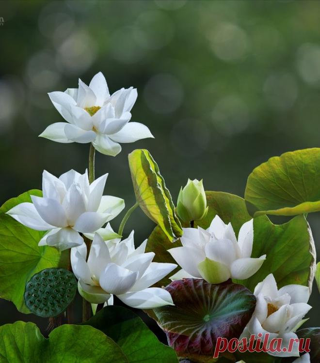 Пин на доске Majas - Skogsbad