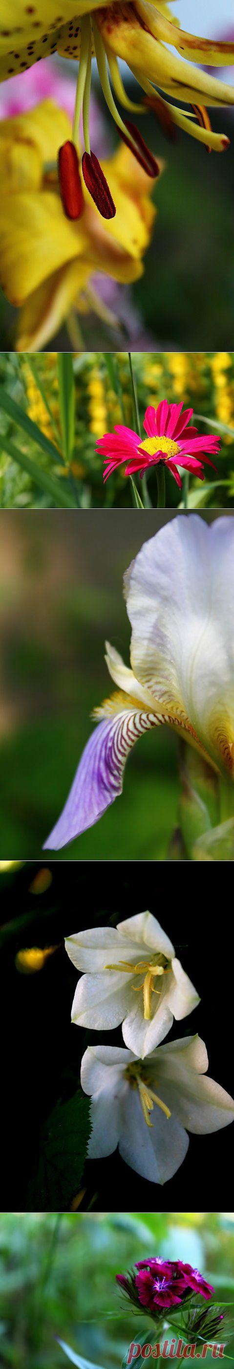 (+1) - Они нежны и аромат их опьяняет... | Фотоискусство