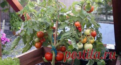 Детерминантные и индетерминантные сорта томатов - что это? - Дачные советы.ру