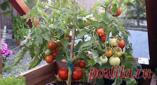 Детерминантные и индетерминантные сорта томатов - что это? - Дачные советы.ру