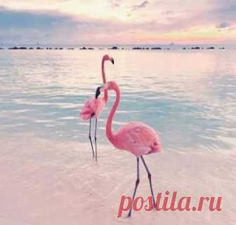 Розовый фламинго — самый распространённый вид фламинго. Это единственный вид фламинго, обитающий на территории бывшего Советского Союза, в казахстанских озёрах Тенгиз, Челкартенгиз и Ащитастысор.