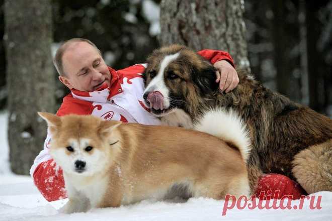 20 самых ярких фотографий Путина с животными
