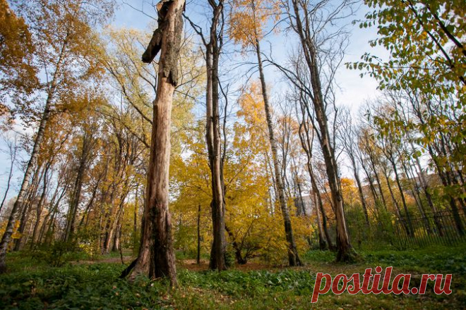 Против гнили и жучка: когда вырубка  нужна экологии | Дачный участок