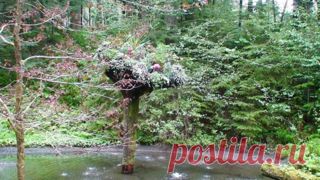 Ботанический сад Glacier Gardens, Juneau, Alaska