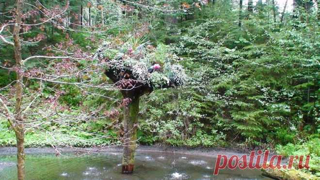 Ботанический сад Glacier Gardens, Juneau, Alaska