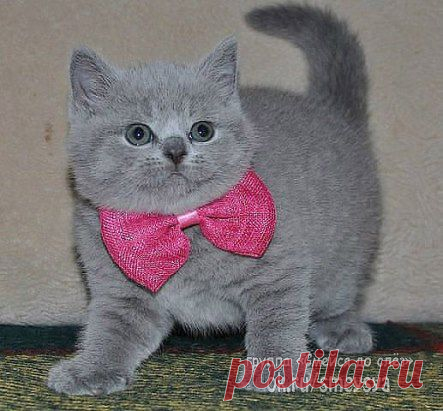 Собрался на свидание!!!! ^-^