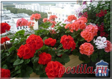 И снова о цветах!!!