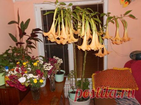 Дачные хитрости
Татьяна Мамчиц