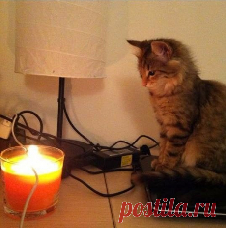 &quot;Кот сидел так мило, решил сфоткать. Только потом я понял, что он наблюдал как горит шнур моего зарядного устройства...&quot;