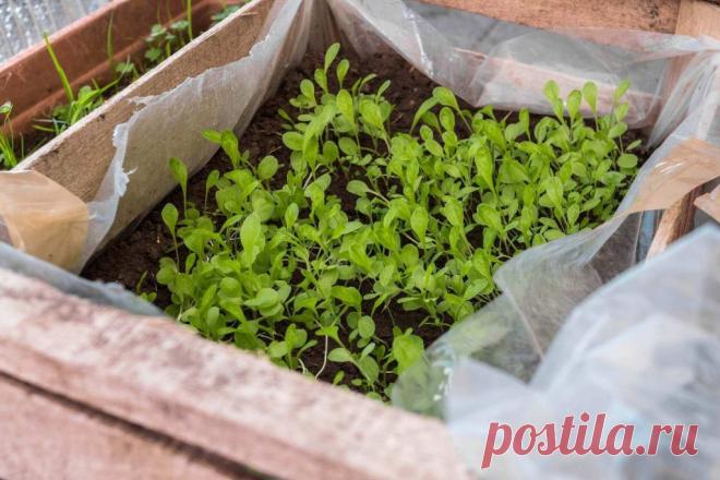 Стратификация семян: простые способы ~ Planetalsad