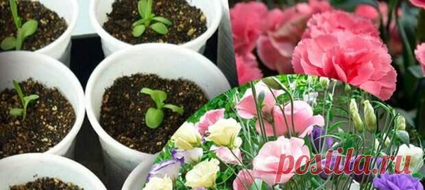 Семена этих цветов нужно высевать до Нового года
Семена декоративных медленнорастущих культур, которым нужно коло 110-130 дней до цветения от...
Читай дальше на сайте. Жми подробнее ➡