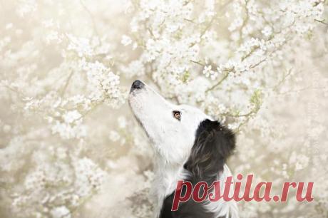 Таких крутых портретов собак еще никто не делал