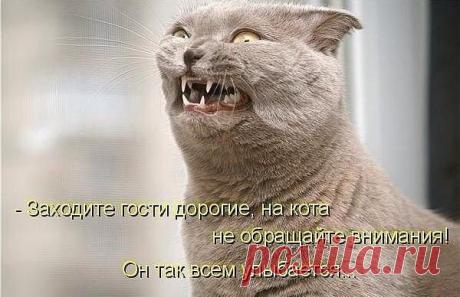 Для любителей котиков:З