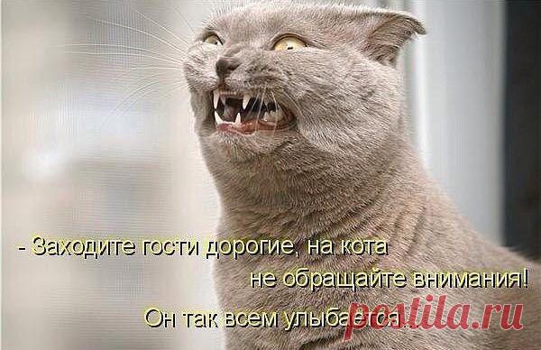 Для любителей котиков:З