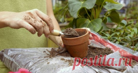 Правильное меню для «зеленых друзей»: чем подкармливать домашние растения...