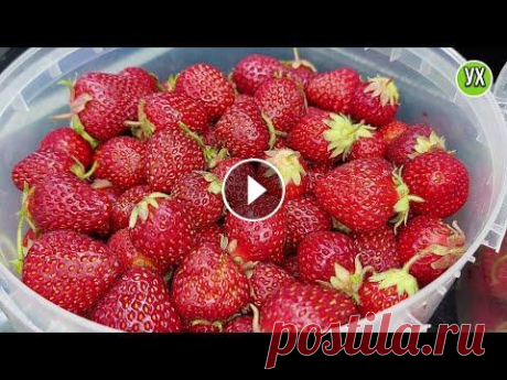 Клубника на зиму: без заморозки, без варки и стерилизации. ЖИВОЕ варенье! Друзья, у меня сегодня &quot;живое&quot; клубничное варенье! Не нужно ничего варить, стерилизовать и складывать в пакеты.... всё очень просто и вкусно...