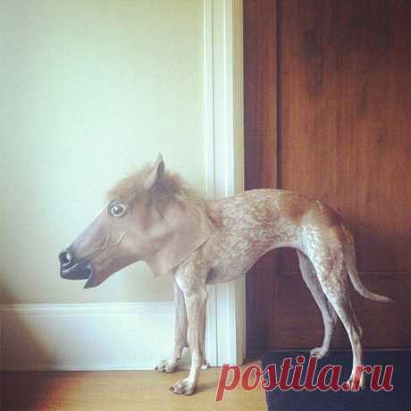 Лошадка?