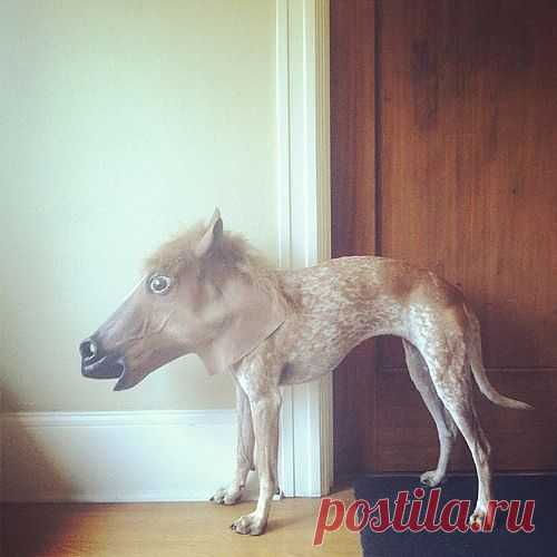Лошадка?