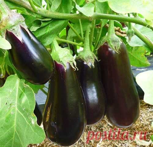 ЧТОБЫ НЕ КРАСНЕТЬ ЗА СИНЕНЬКИЕ