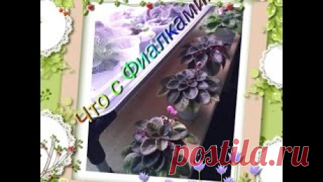 Размножение фиалок ЦВЕТОНОСОМ ??. Уроки вязания на видео