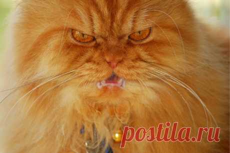 Рыжий перс Garfi