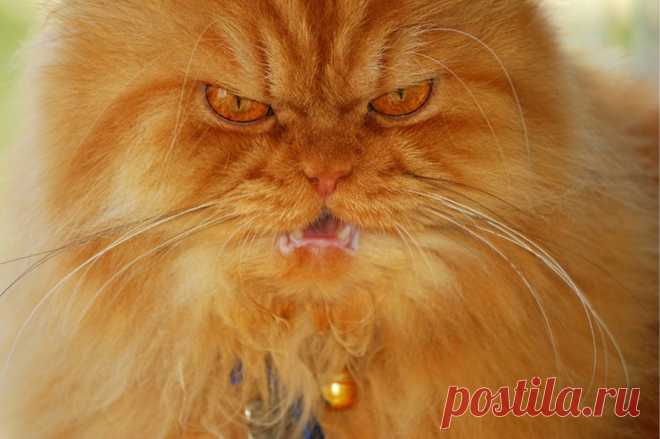 Рыжий перс Garfi