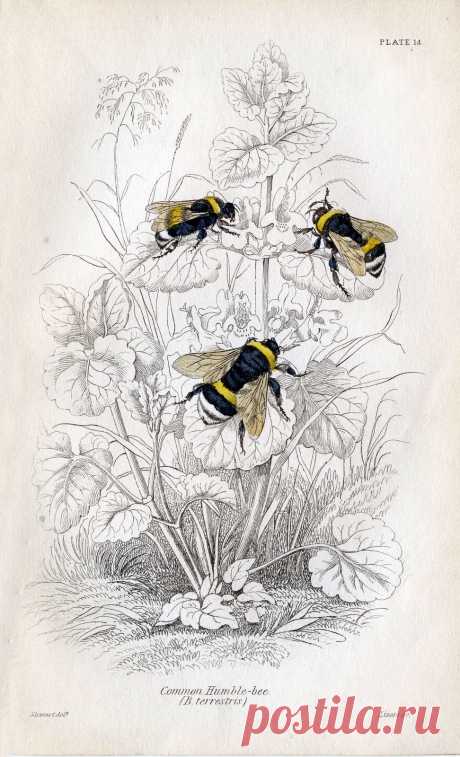 beebumble-graphicsfairy002b.jpg (972×1600)