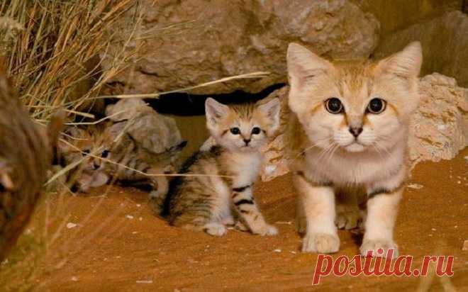 20 редких диких кошек - Барханный кот