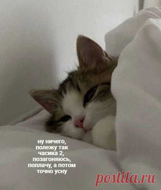 мемы про котов