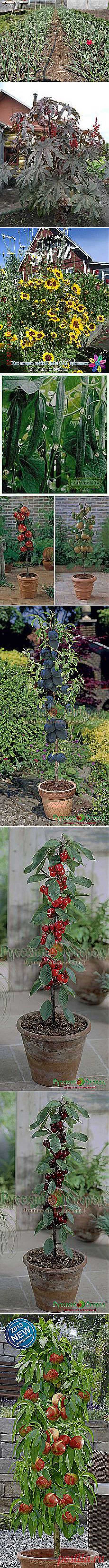 Зоя Пичугова: САД ОГОРОД | Постила