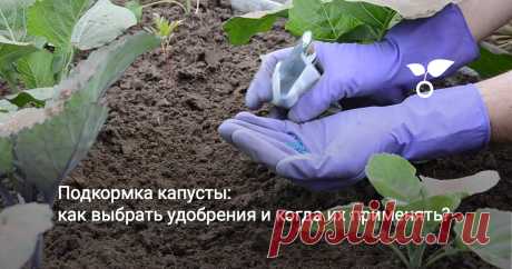 Подкормка капусты: как выбрать удобрения и когда их применять? Капуста – не самая сложная в выращивании культура. Но без должного ухода урожай вряд ли будет хорошим. Один из важных этапов агротехники капусты – это подкормка.