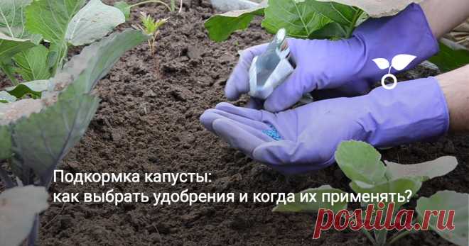 Подкормка капусты: как выбрать удобрения и когда их применять? Капуста – не самая сложная в выращивании культура. Но без должного ухода урожай вряд ли будет хорошим. Один из важных этапов агротехники капусты – это подкормка.