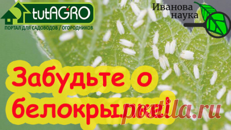 Всего 3 опрыскивания и вы забудете о белокрылке НАВСЕГДА! АВТОРСКАЯ СХЕМА БОРЬБЫ С БЕЛОКРЫЛКОЙ. Химозная, но надежная, с гарантией! | Иван Русских | Дзен