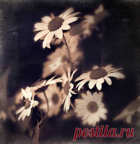 chrysanthemum