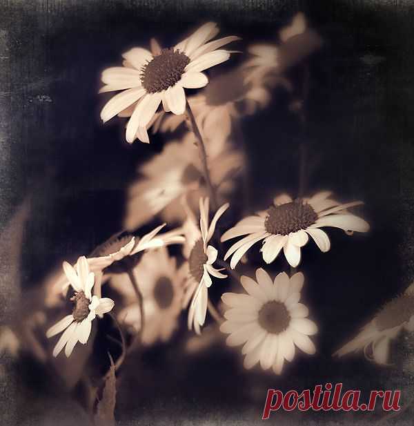 chrysanthemum