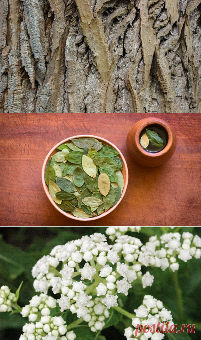 Лекарства, которые вам подарила природа - Здоровье Mail.ru